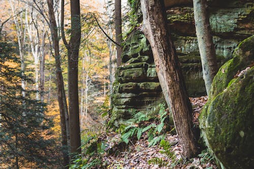 Photo De Forêt Pendant La Journée