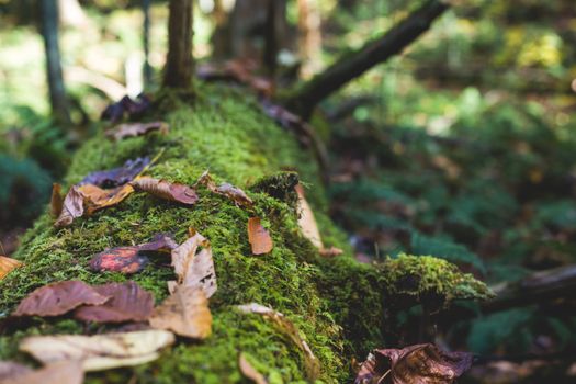 A close-up view of a fallen tree covered in lush moss and scattered autumn leaves in a forest.