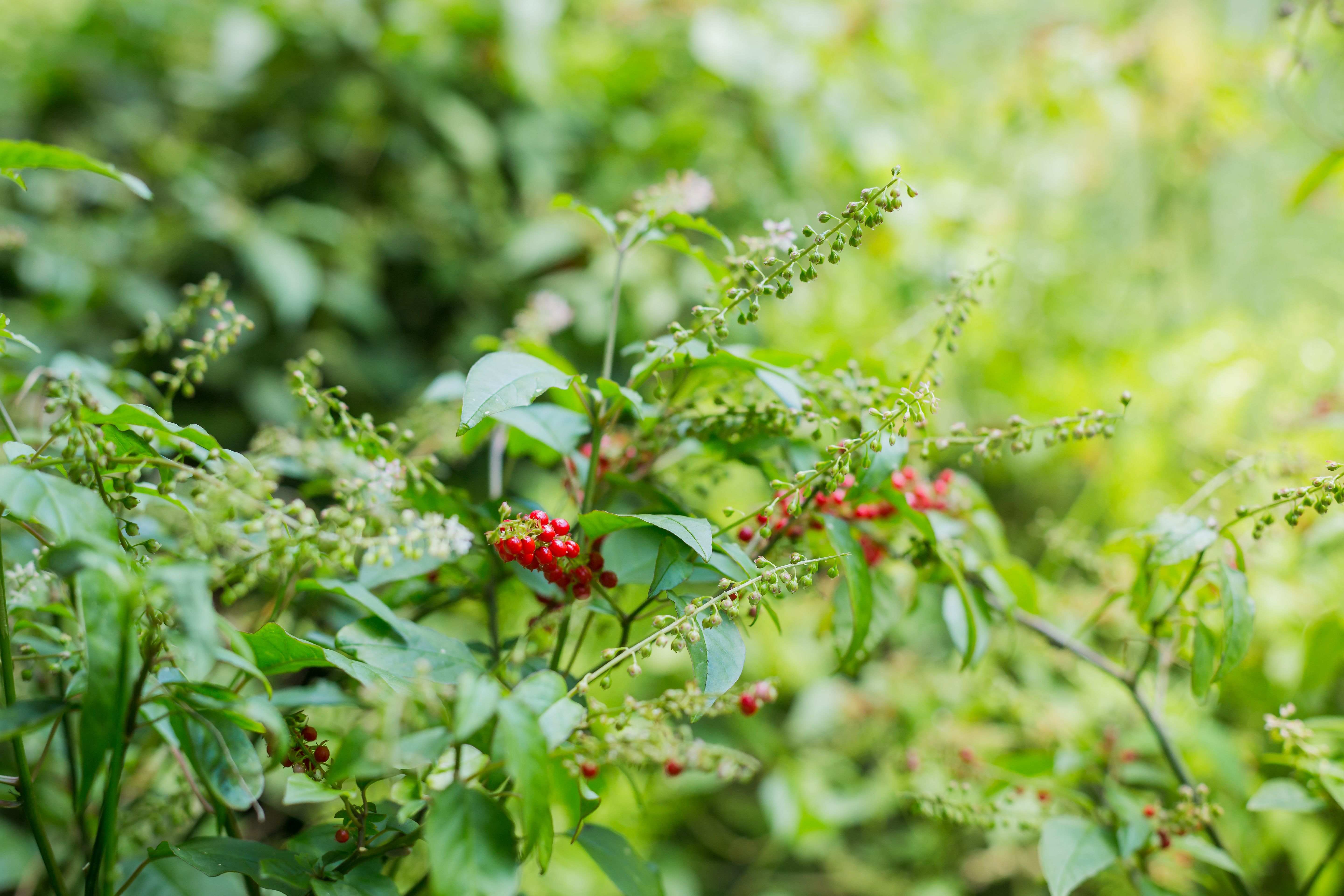Chaste Tree Berry Natural Herb