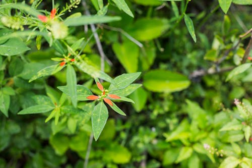 Close-up of Leaves on the Branch 