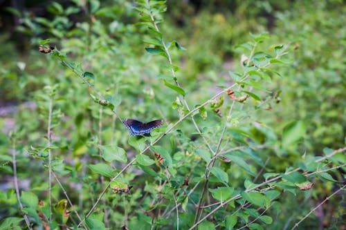 Butterfly in Summer