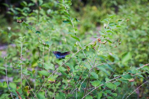 Free A stunning blue butterfly rests on lush green plants in a serene outdoor setting. Stock Photo