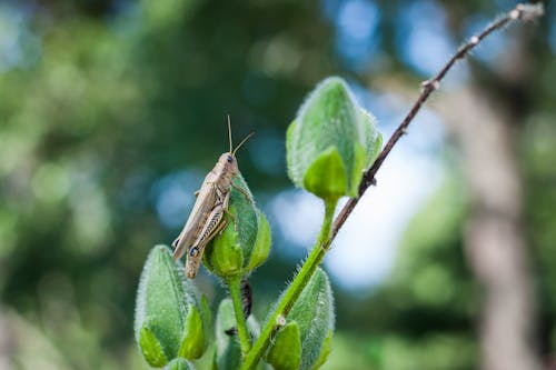 Gratuit Photos gratuites de insecte, sauterelle, vert Photos