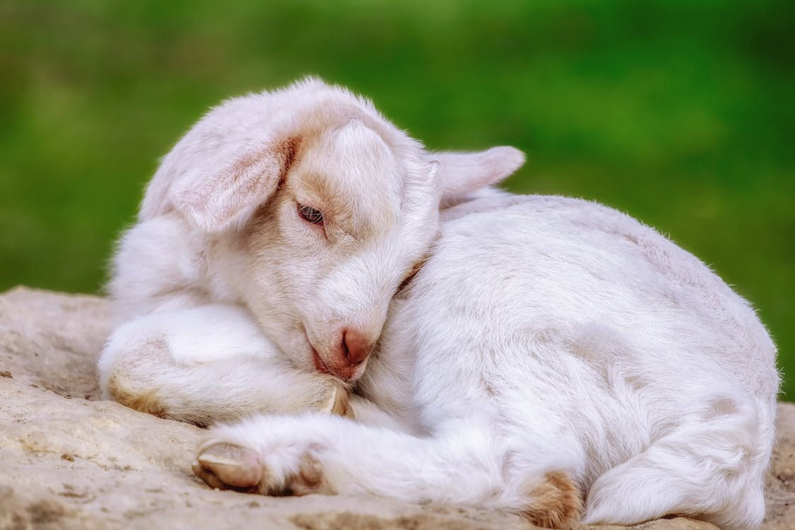 Close-up Photo of White Baby Goat Sleeping