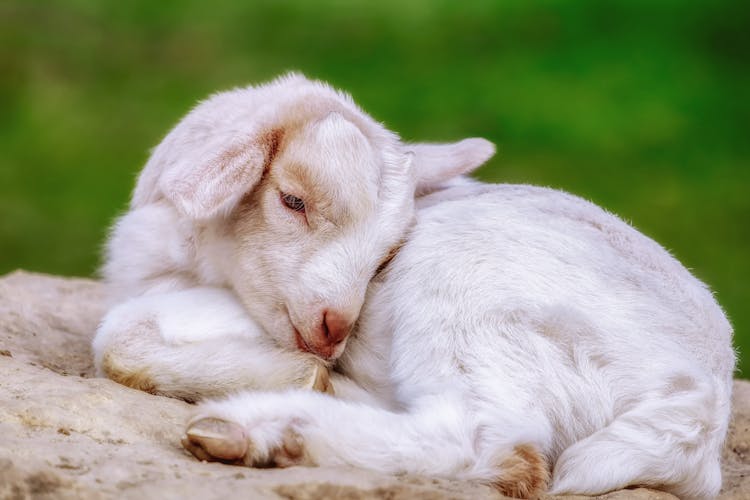 Close-up Photo Of White Baby Goat Sleeping