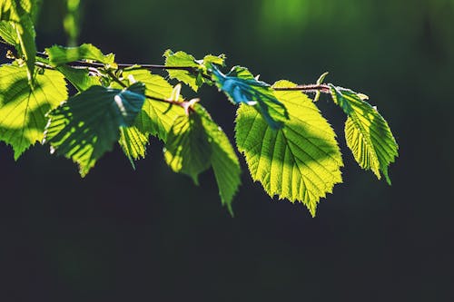 Close-Up Photo of Leaves