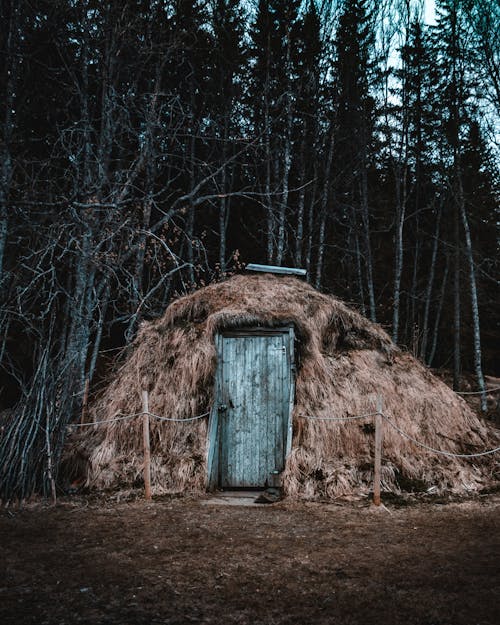 house near trees