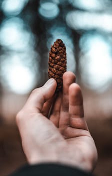 Detailed close-up of a hand holding a pine cone in Troms, Norway during fall.
