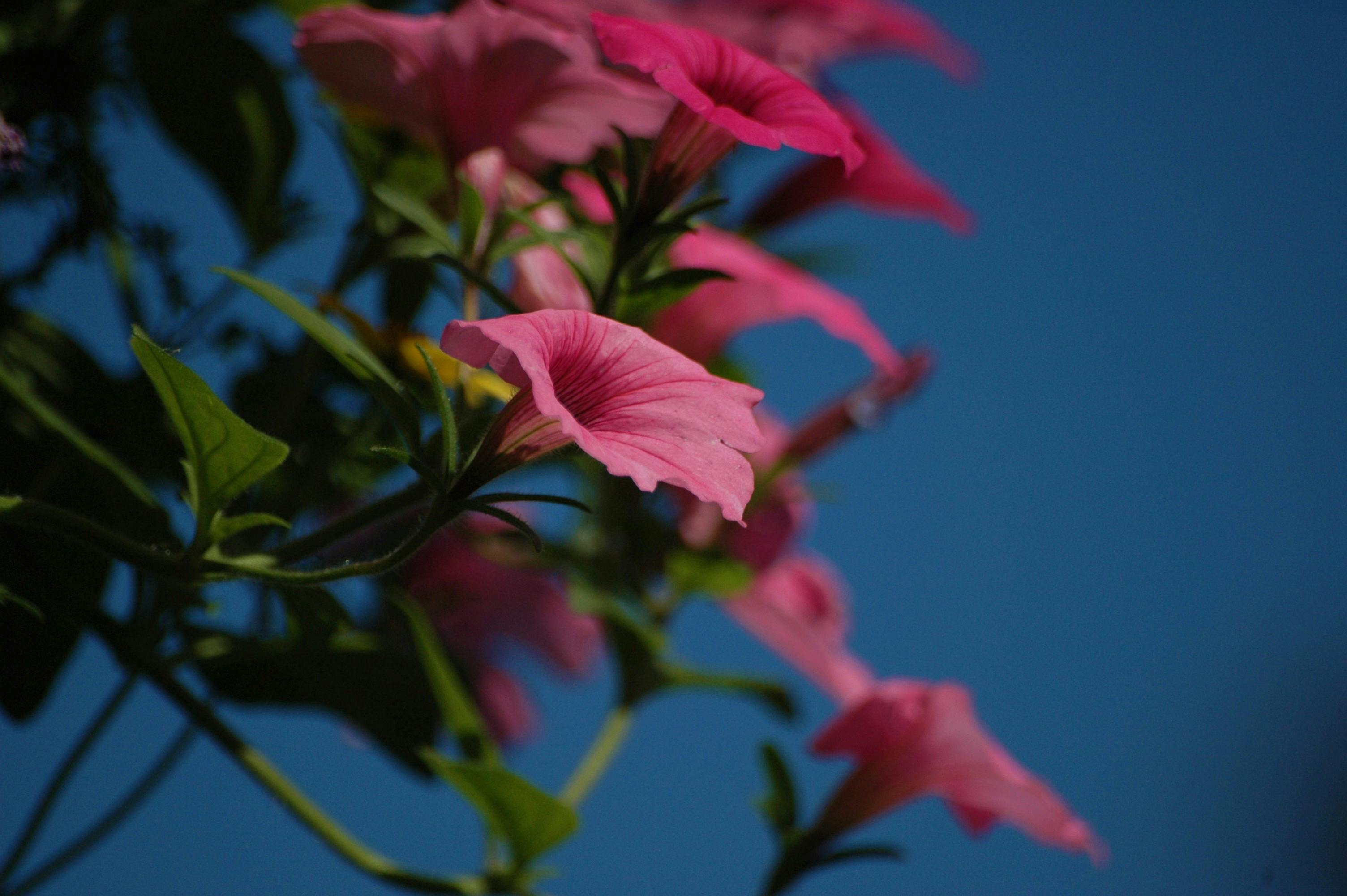Free stock photo of flowers, pink, summer