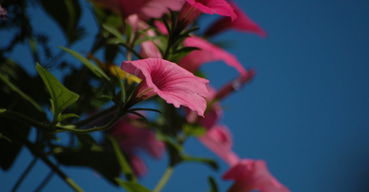 Free stock photo of flowers, pink, summer