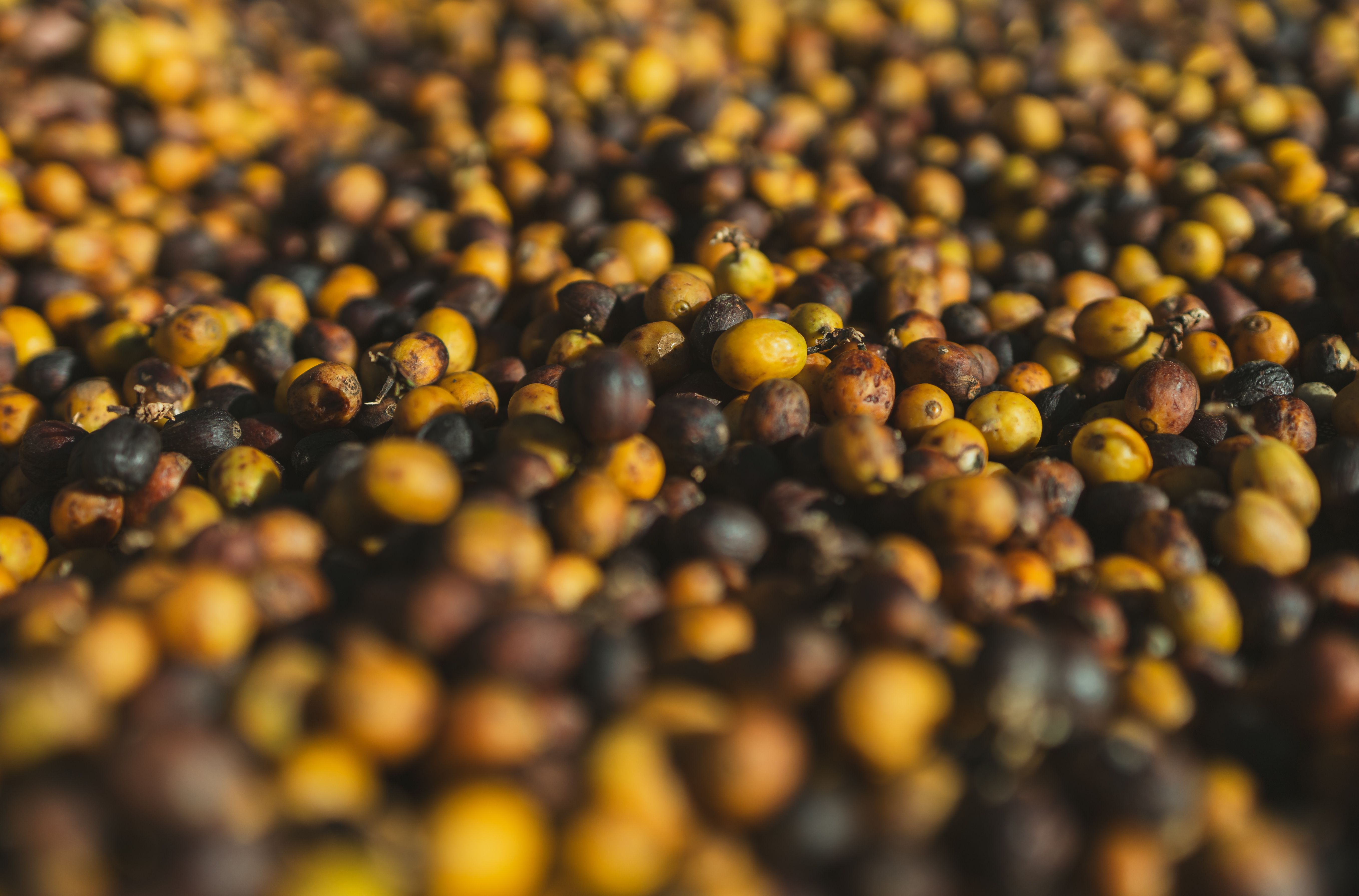 10 best specialty food festivals across the nation for 2026 — Photo by César Coni on Pexels