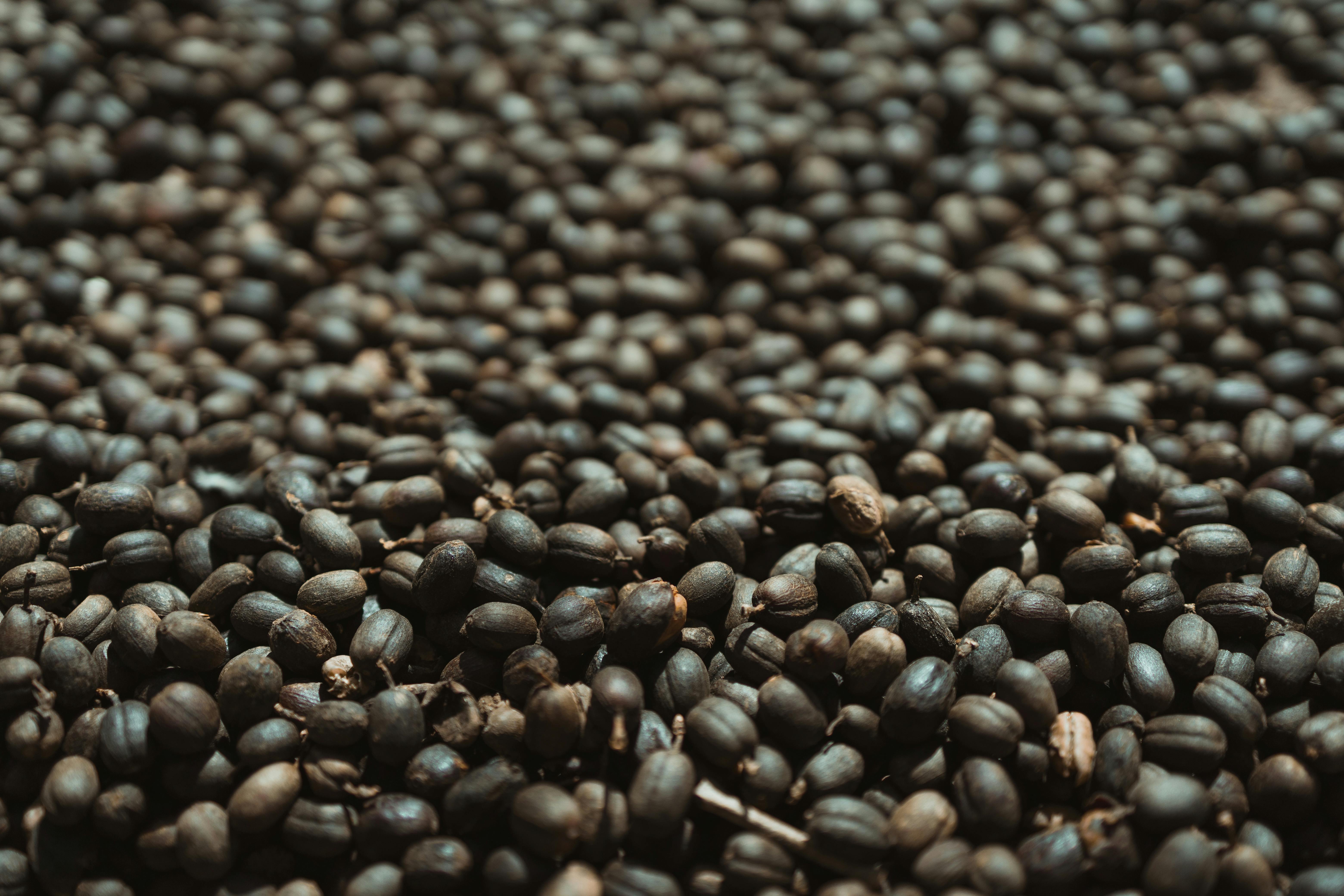 Coffee beans being harvested on a green-hill plantation in Brazil in daylight.