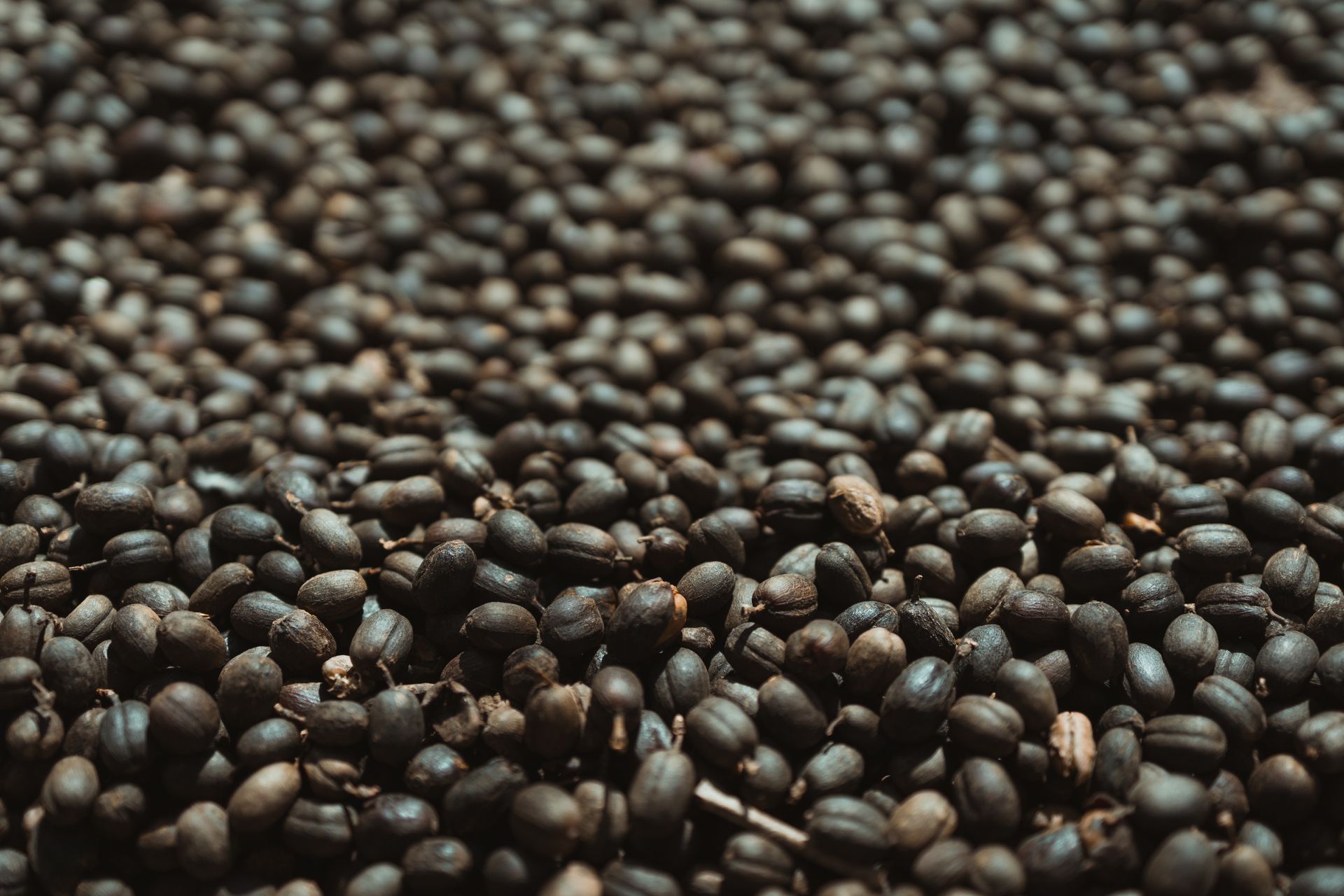 Coffee beans being harvested on a green-hill plantation in Brazil in daylight.