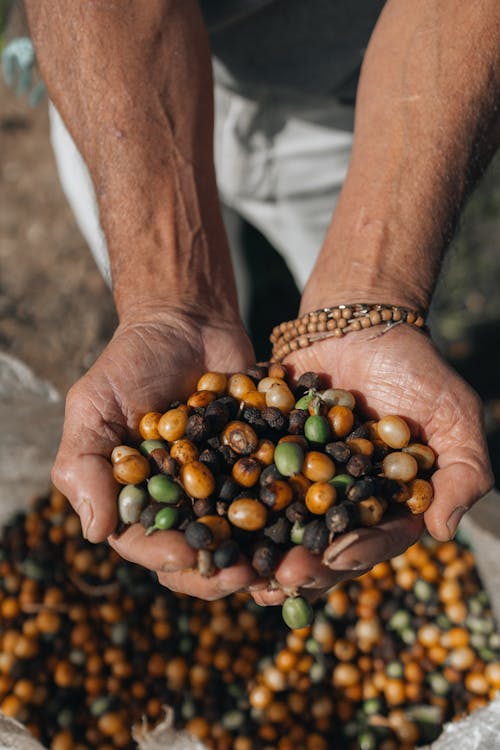 Foto profissional grátis de adulto, agricultura, alimento