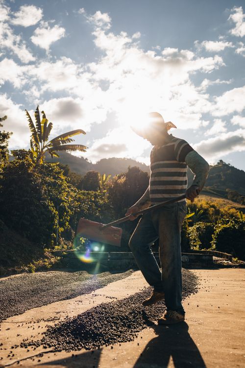 Free Silhouette of a rural worker raking at sunset in the scenic vineyards of Dom Viçoso, Brazil. Stock Photo