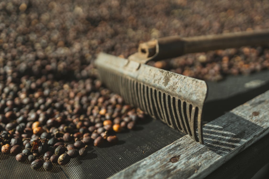 Photo of drying process, harvesting process, outdoors