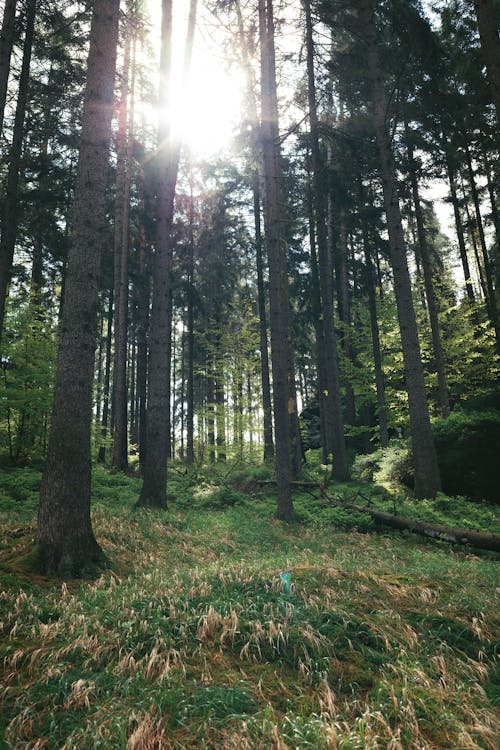 Photos gratuites de @extérieur, à feuilles persistantes, allemagne