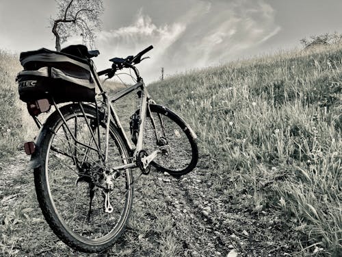 Gratis lagerfoto af baum, cykeltur, fahrrad