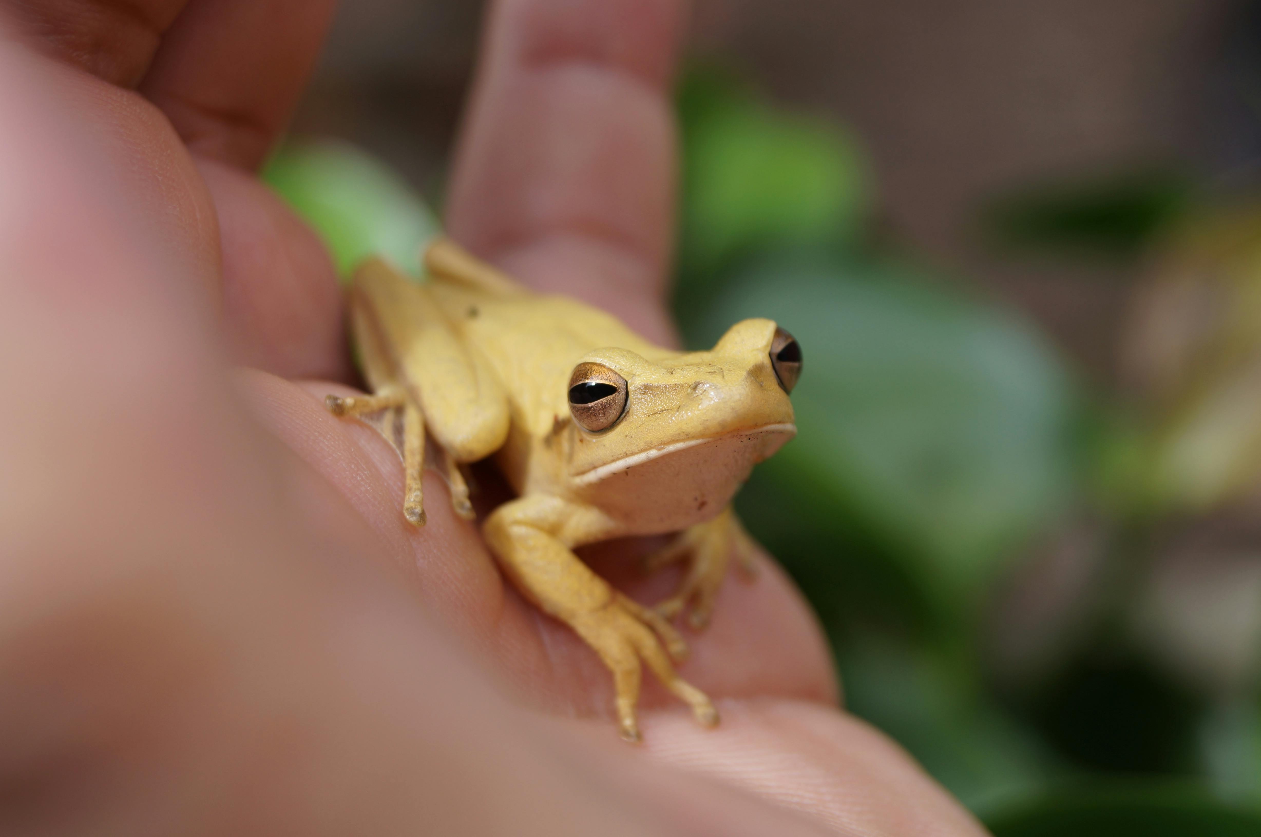 Adaptación Climática y Selección de Palmeras para Diversos Ecosistemas