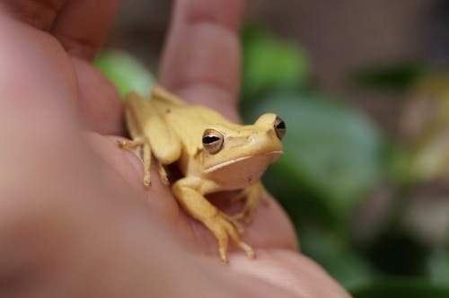 A small yellow frog sitting on a person's hand