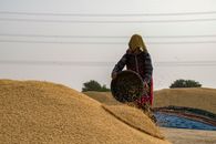 Woman Dropping Seeds on Pile