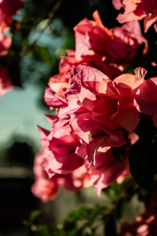 Free Beautiful red bougainvillea blossoms captured in warm sunlight with a natural background. Stock Photo