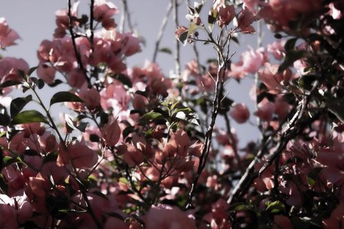 Free Close-up of cherry blossoms with sunlight filtering through branches, capturing the essence of spring. Stock Photo