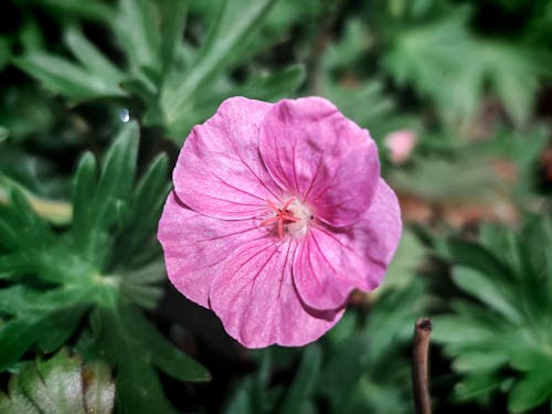 Fotobanka s bezplatnými fotkami na tému Anglicko, ealing, farebné kvety