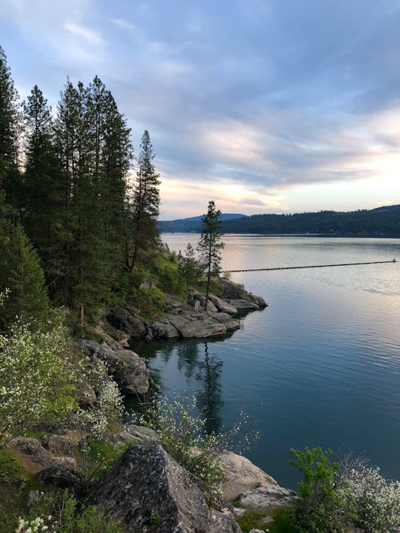 Pine Trees in Rocky Lake Bank