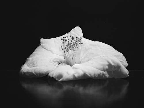 Ingyenes stockfotó fehér virág, fekete-fehér, gyönyörű virág témában