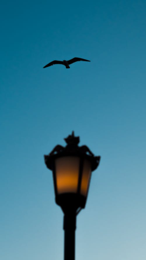 A bird flying over a street light