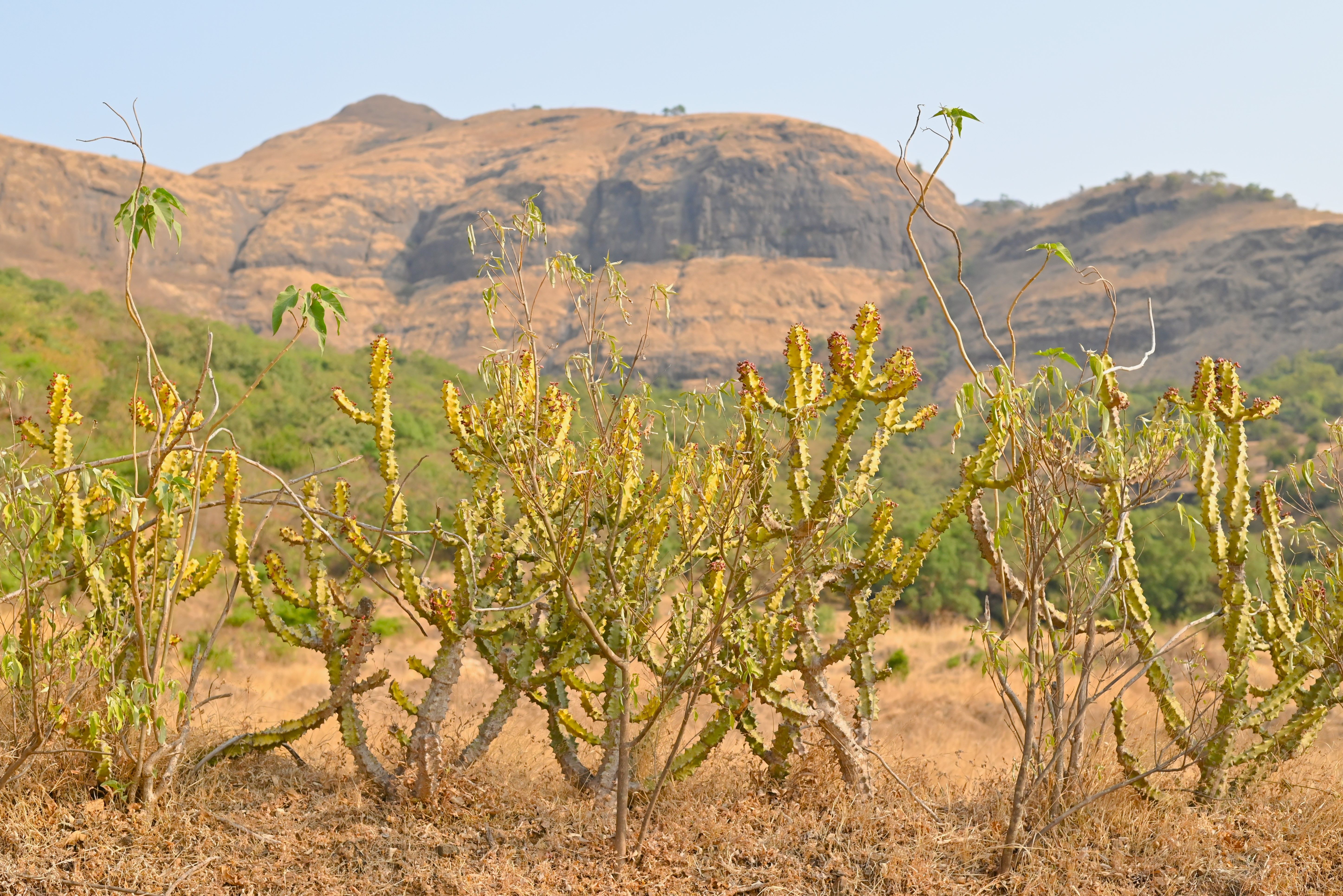 Euphorbia virosa cacti in the dry, mountainous landscape of Nashik, India. | Indian Village Development