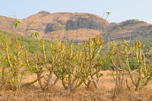Euphorbia virosa cacti in the dry, mountainous landscape of Nashik, India.