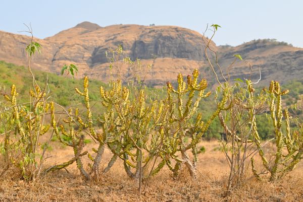 Maharashtra Ajanta Ellora Nashik Shirdi Tour Package - Transfers