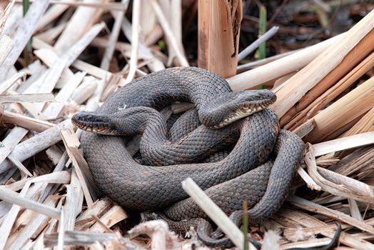 snake photo