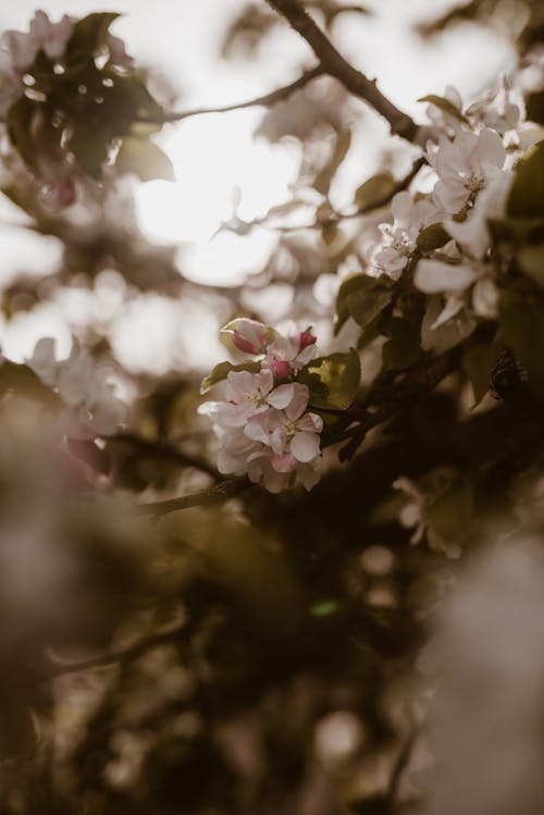 Foto d'estoc gratuïta de 50 mm, Apple, arbre