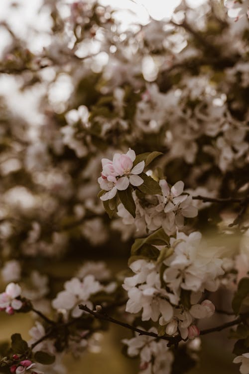 Fotos de stock gratuitas de apple, árbol, bokeh