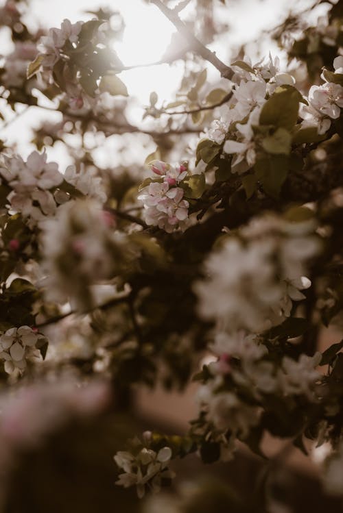 Foto d'estoc gratuïta de Apple, arbre, bokeh