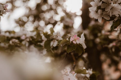 Foto d'estoc gratuïta de 50 mm, Apple, arbre