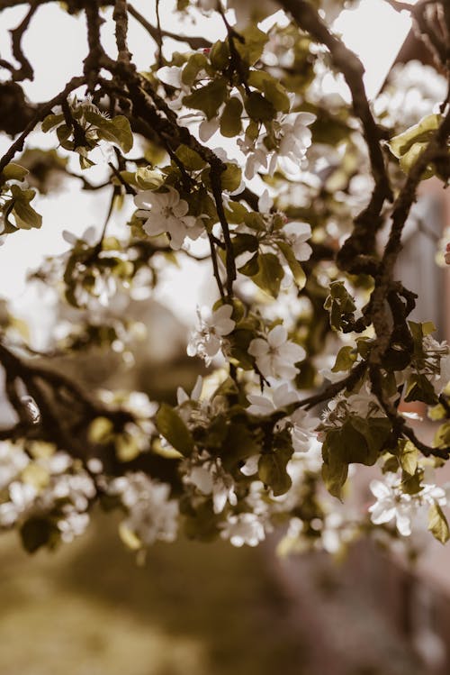 Photos gratuites de apple, arbre, bourgeon