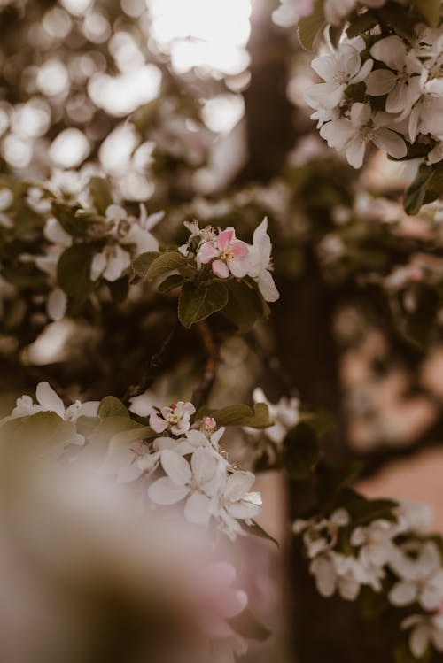 Photos gratuites de apple, arbre, bokeh