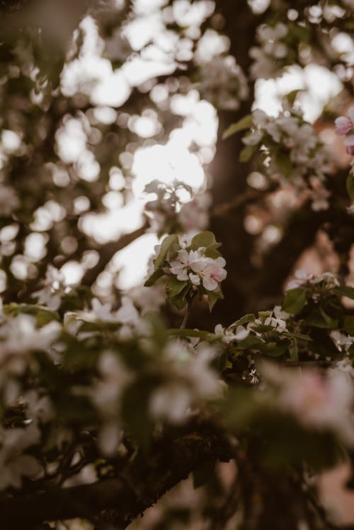 Photos gratuites de apple, arbre, bokeh