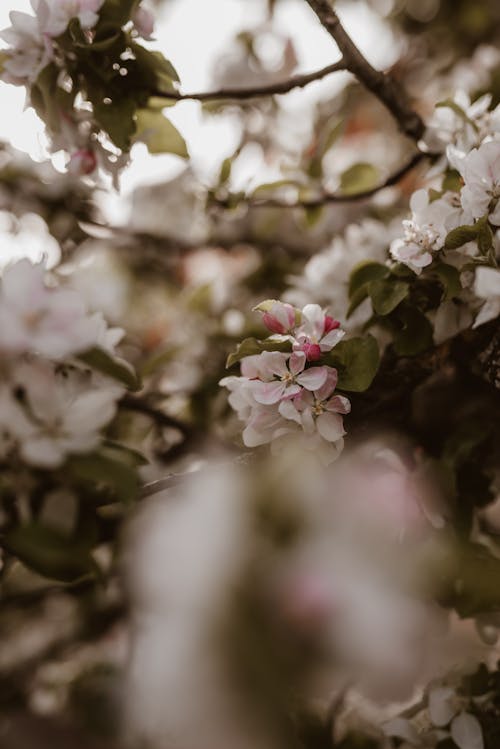 Photos gratuites de apple, arbre, bourgeon