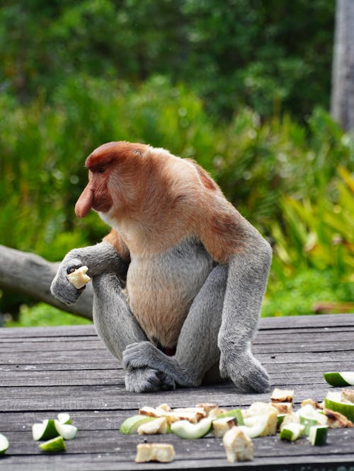 A proboscus monkey sitting on a wooden table eating