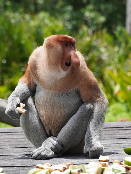 A monkey sitting on a wooden bench eating