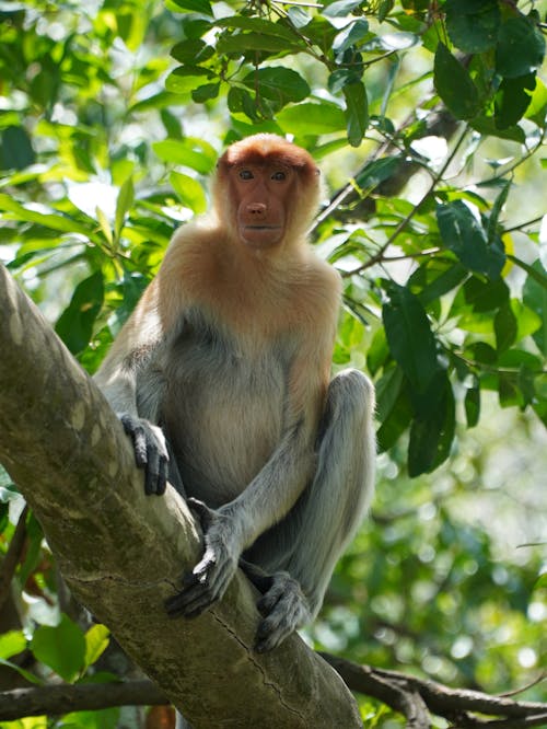 A monkey sitting on a tree branch with leaves