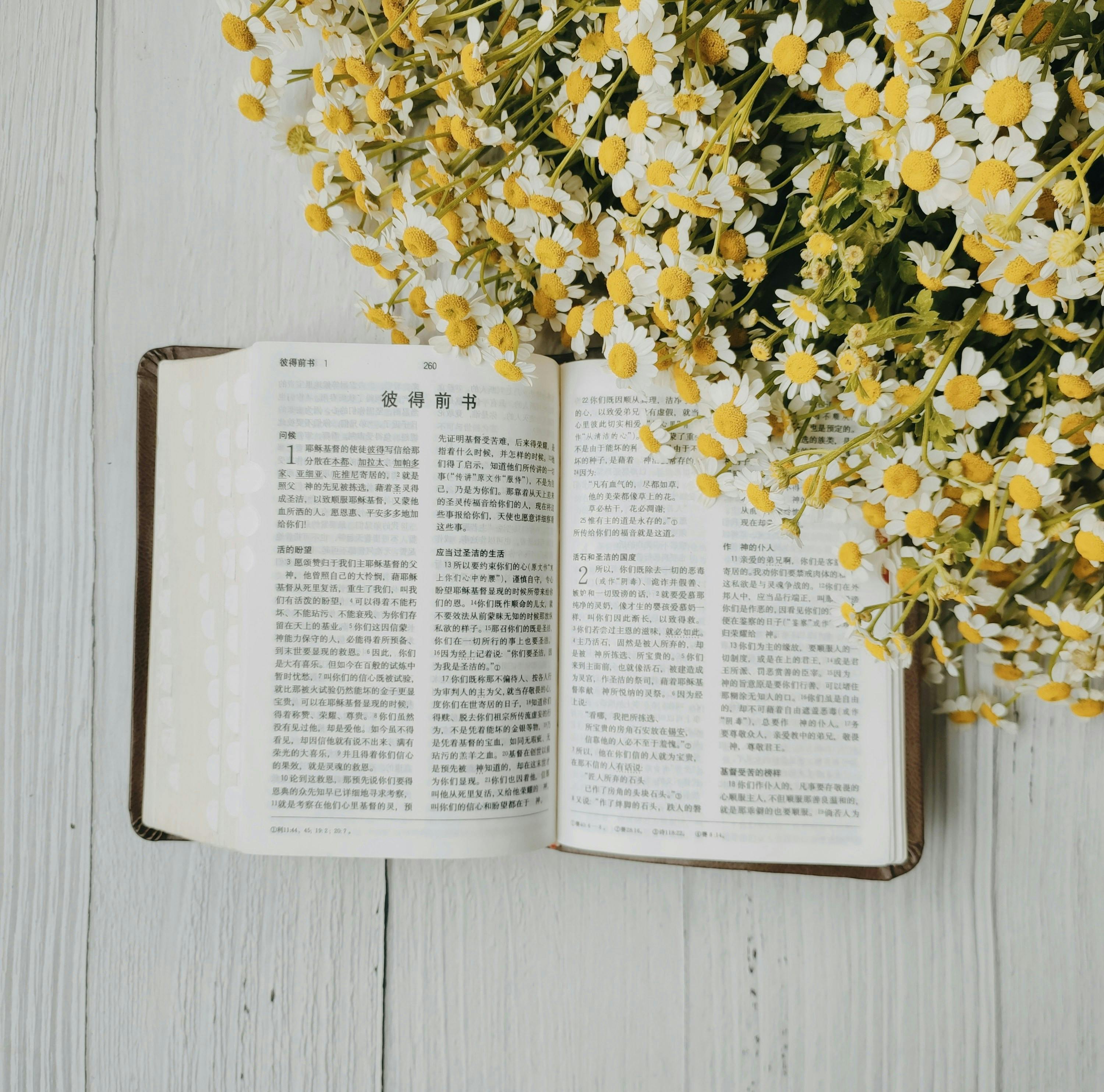 bunch of chamomile and an open bible in chinese