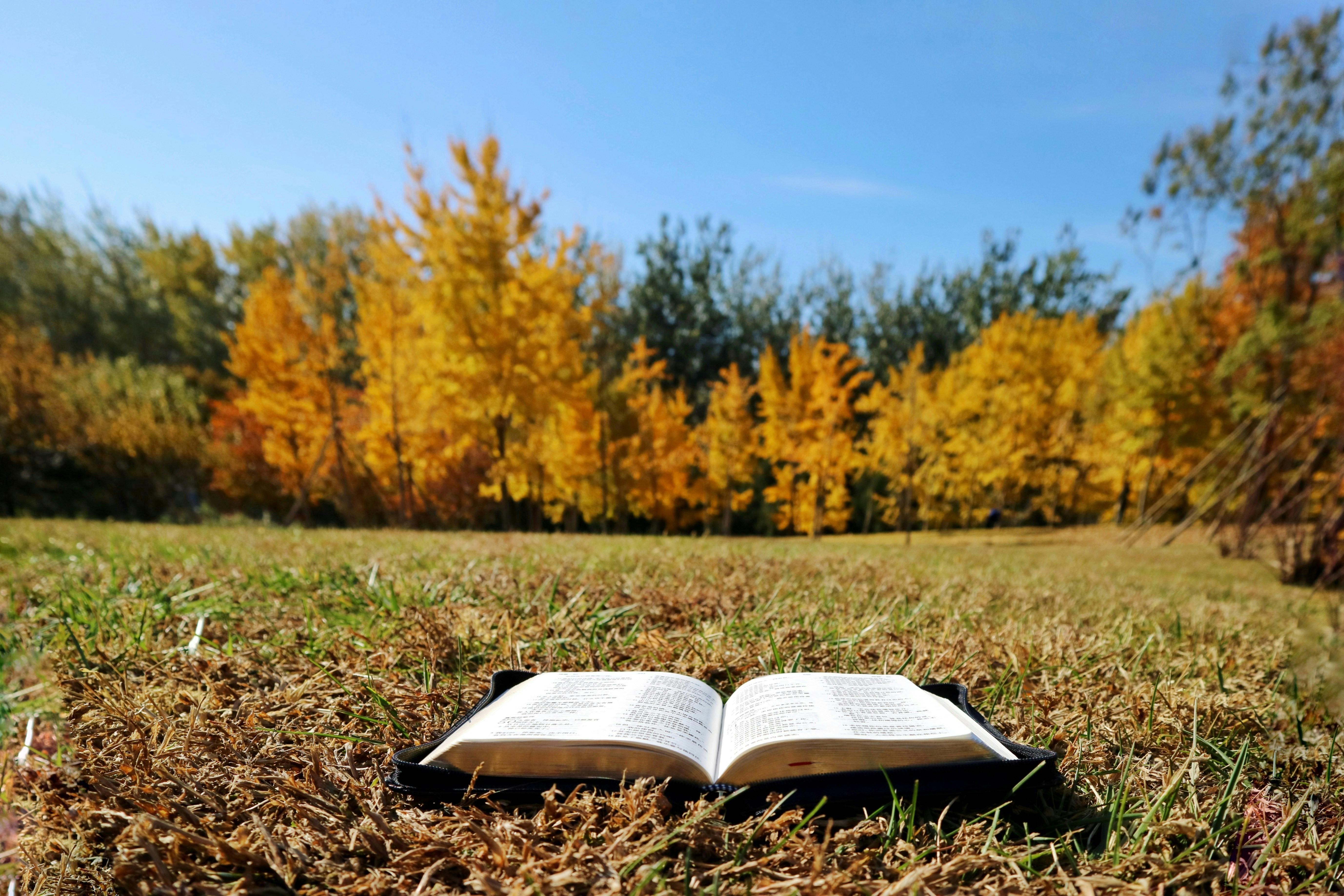 bible lying on meadow in autumn