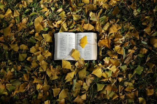 An open book laying on the ground surrounded by yellow leaves