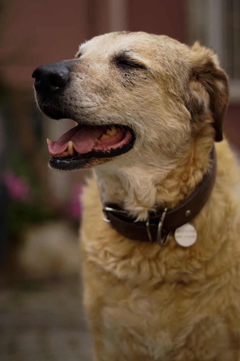 Dog with leather collar outdoors